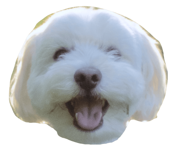 Baya the dog